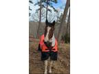 Stunning trail horse