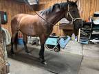 1/2 lease Dutch Warmblood 16.1 hh Hunter/Jumper