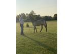 Buckskin Kentucky Mountain Filly