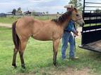 AQHA Buckskin 2022 filly