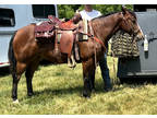 Buck - Bay Gelding