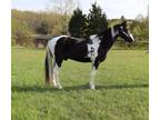 Beautiful Loud Colored Black & White Spotted Missouri Fox Trotter Trail Gelding