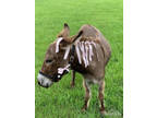 Mini Donkeys Mini Horses Sweethearts Quality Pet's Sept 2023