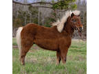Online Auction - [url removed] - Beautiful Gentle & SAFE Kids Pony - Trail Rides