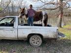 Online Auction - [url removed] - Wonderful Family Safe Paint Trail Riding Pony
