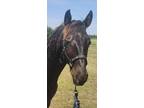 Beautiful Smokey Black 2 Year Old Gelding