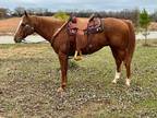 Online Auction - [url removed] - Gentle & Easy Going Quarter Gelding - Wonderful