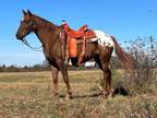 Online Auction - [url removed] - Gorgeous One-Of-A-Kind Appaloosa Pony!