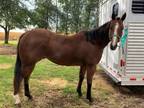 Online Auction - [url removed] - 5 Year Old Registered Quarter Gelding -