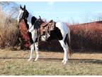 Online Auction - [url removed] - Gorgeous Black & White Spotted Tennessee Walker