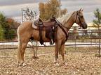 Online Auction - [url removed] - Beautiful Golden Palomino Missouri Fox Trotter