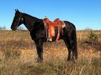 Online Auction - [url removed] - Beautiful Black Missouri Fox Trotter Trail
