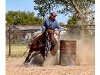 2019 AQHA GELDING- started roping, sorting, and loping the barrel pattern!