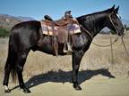 11 Year Old 15 Hand Black Gelding