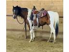 Cute Paint Pony Gelding