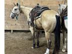 Beautiful Buckskin Prospect