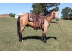 Online Auction - [url removed] - Beautiful Buckskin Missouri Fox Trotter Trail