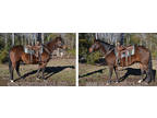 Confident & Experienced Bay Trail Horse Gelding