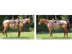 Confident & Experienced RED ROAN Trail Horse Gelding