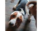 Basset Hound Puppy for sale in Centralia, WA, USA