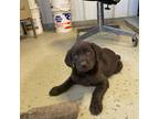 Labrador Retriever Puppy for sale in Glencoe, MN, USA