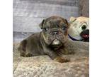 Bulldog Puppy for sale in Atlanta, GA, USA