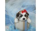 Shihpoo Male Puppy
