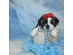 Shih-Poo Puppy for sale in Sparta, TN, USA