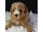 Shih-Poo Puppy for sale in Greensboro, NC, USA