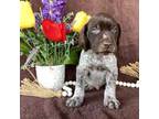 German Shorthaired Pointer Puppy for sale in Millersburg, PA, USA