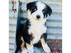 Australian Shepherd Puppy for sale in Blomkest, MN, USA