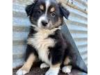 Australian Shepherd Puppy for sale in Blomkest, MN, USA