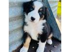 Australian Shepherd Puppy for sale in Blomkest, MN, USA