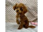 Maltipoo Puppy for sale in Childress, TX, USA