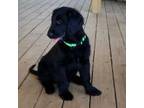 Mutt Puppy for sale in Harrodsburg, KY, USA