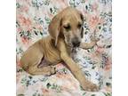 Great Dane Puppy for sale in Old Town, FL, USA