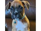 Boxer Puppy for sale in Amelia Court House, VA, USA