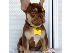French Bulldog Puppy for sale in Lehigh Acres, FL, USA
