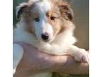 Shetland Sheepdog Puppy for sale in Berkeley Springs, WV, USA