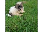 Havanese Puppy for sale in Terrell, TX, USA