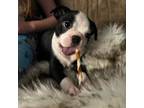 Boston Terrier Puppy for sale in Dryden, VA, USA