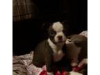 Boston Terrier Puppy for sale in Dryden, VA, USA