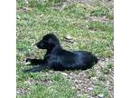 Labrador Retriever Puppy for sale in Oroville, CA, USA