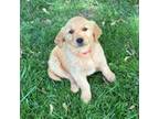 Golden Retriever Puppy for sale in Seymour, MO, USA