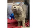 Adopt Kymara a Domestic Short Hair