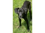 Adopt Carly a Labrador Retriever, Mixed Breed