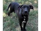 Adopt Sheba a Pit Bull Terrier