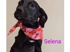 Adopt Selena a Pit Bull Terrier