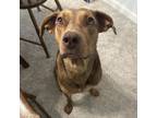 Adopt Baby Bella-(in foster care-available) a Mixed Breed