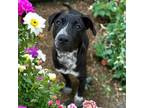 Adopt Lady A a Labrador Retriever, Pit Bull Terrier